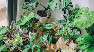 Houseplant Trends 2021 Our Top 10