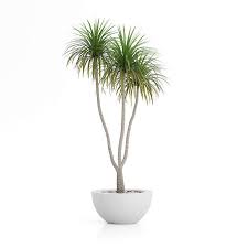 Potted Palm Tree 3d Model By Cgaxis