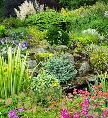 Garden With Low Maintenance Dwarf Conifers