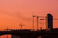 austin congress avenue bridge bats