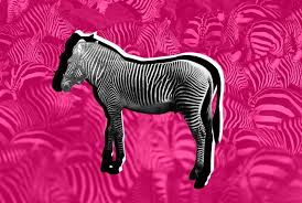 How Dan The Zebra Stopped An Ill Fated
