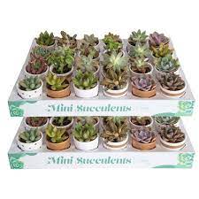 Indoor Succulent Plants