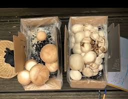 How To Grow Mushrooms Step By Step