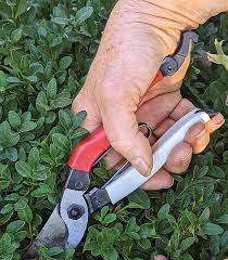 Essential Tools For Pruning Finegardening