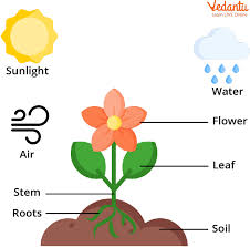 Flowering Plants Learn Definition