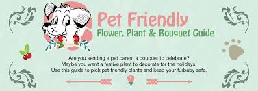 Pet Safe Flowers Which To Avoid