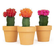 Assorted Grafted Cactus