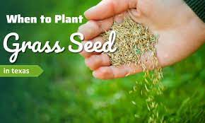 When To Plant Grass Seed In Texas