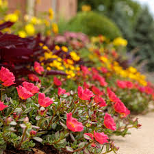 24 Plants For Narrow Tight Spaces
