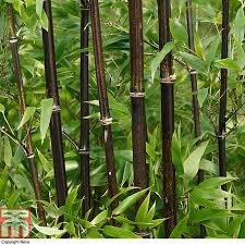 Bamboo Plants Thompson Morgan