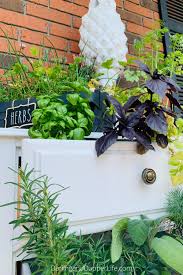 Outdoor Herb Garden In A Chest Of