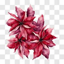 Red Poinsettia Flowers