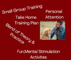 Intensive Dog Training 1 Day Ndta