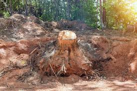 Why Stumps Roots Should Be Removed