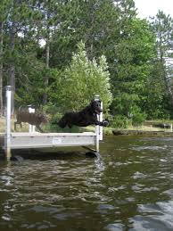 your dog to jump off your dock safely