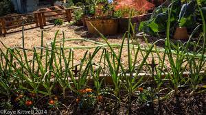 Growing Garlic In An Urban Garden