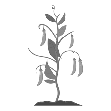 Peas Icon Cartoon Single Plant Icon