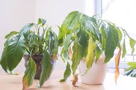 Diseases Of Indoor Plants Diseases