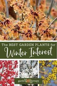The Top Winter Garden Plants