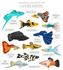 Livebearers Fish Freshwater Aquarium