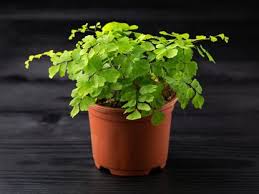 Small Indoor Plants That Don T Need Sun