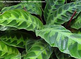 34 Tropical Foliage Plants With Large