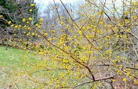 In Bloom Now Oh So Sunny Cornus Mas