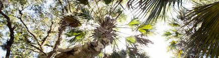 Palm Seedling Invasion How To Manage