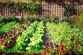 A Vegetable Patch