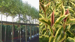 Top 10 Screening Trees King And Co