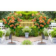 Standard Orange Flowering Patio Rose Trees