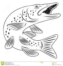 Pike Fish Fish Drawings Fish