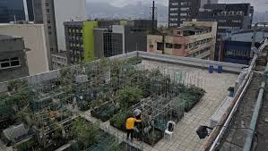Harvesting Happiness Rooftop Farming