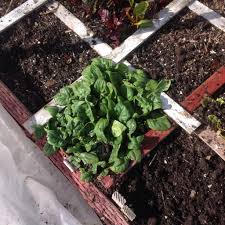 Winter Spinach Square Foot Gardening