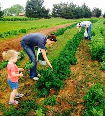 10 Places In Oklahoma To Pick Your Own Food