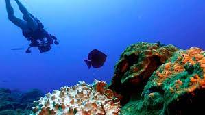 C Reefs Unhurt By Climate