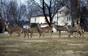 The Deer Of Suburbia Aren T Going