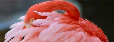 Flamingo Gardens Davie Fl