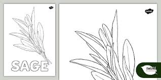 Herb Colouring Sheet Sage Teacher