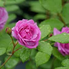 Rise Up Lilac Days Rose Rosa