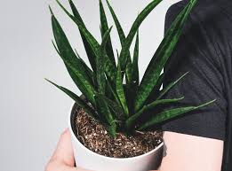 Snake Plants With Coco Peat