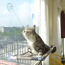 11 Cat Window Perches Your Cat Will