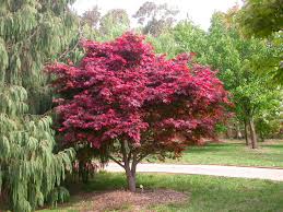 Best Weeping Trees For Small Gardens