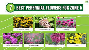 7 Best Perennial Flowers For Zone 5 A