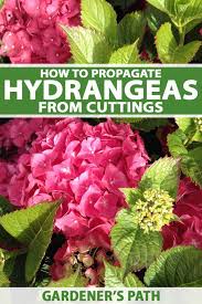 Propagate Hydrangeas From Cuttings
