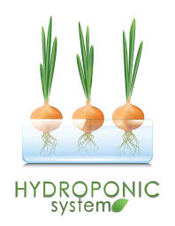 Water Grown Green Onions Aeroponic