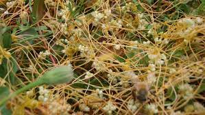 Golden Dodder Pests And Threats
