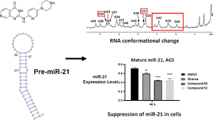 Expression Of The Oncogenic Microrna 21
