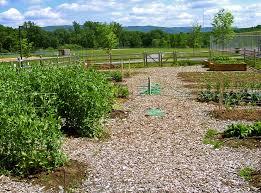 Outline Of Organic Gardening And