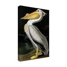 American White Pelican Canvas Art